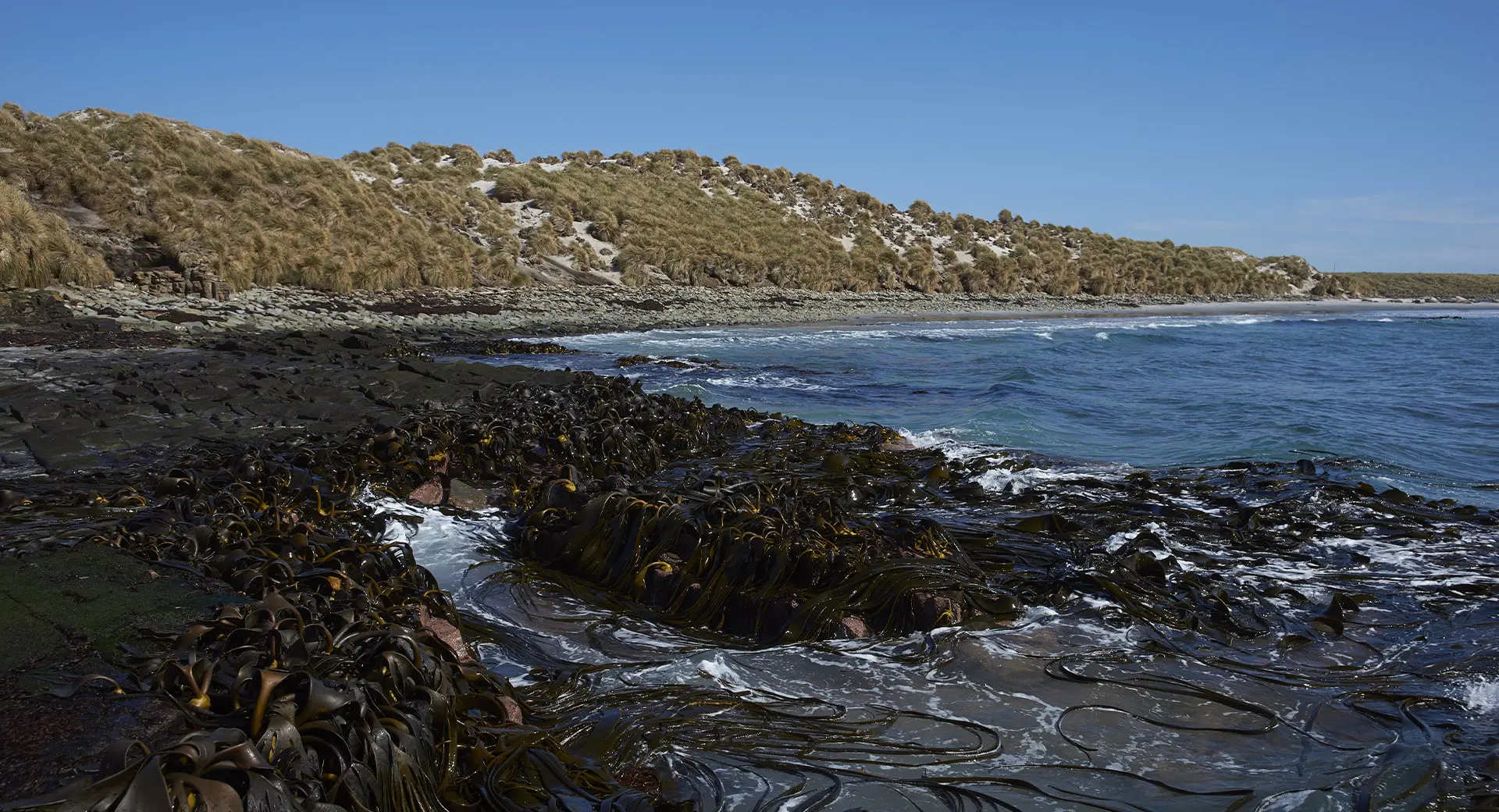 A photo of seaweed washed up on beach with dunes in the background