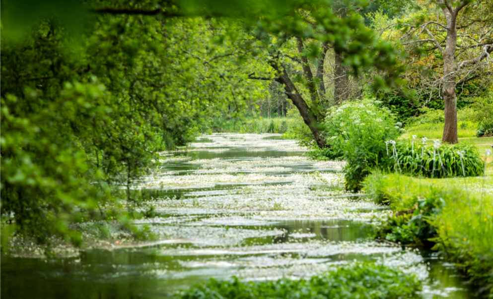 A river flowing through dense undergrowth